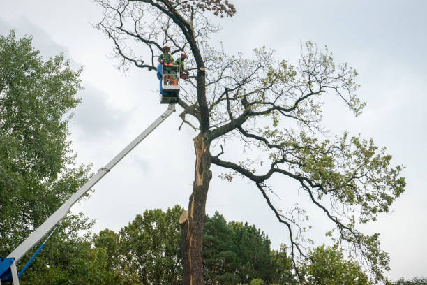 How Our Tree Care Process Works  in  Wells Branch, TX