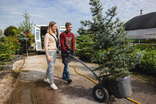 How Our Tree Care Process Works  in  Wells Branch, TX