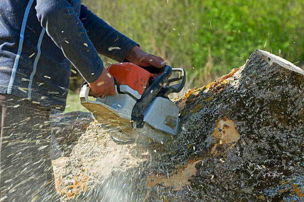 Best Storm Damage Tree Cleanup  in Wells Branch, TX